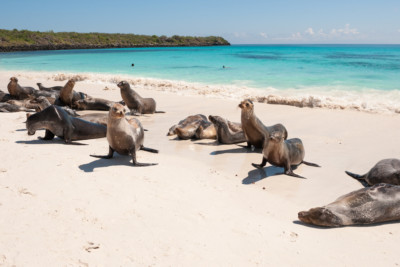 Matkapalaute Galapagos- saarilta